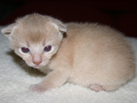 kittens
